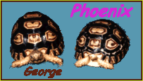 Phoenix_and_George_Sulcata_Tortoises